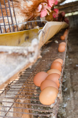 Chickens and eggs
