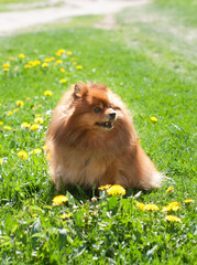 nice red Pomeranian spitz dog on the green grass