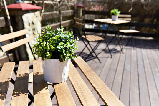 Pot with plant in open-air cafe on sunny day