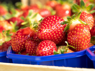 Frisch gepflückte Erdbeeren - Ernte - Frühsommer - Früchte