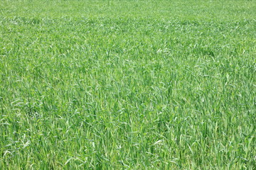 fresh thick grass, background of green grass, summer background