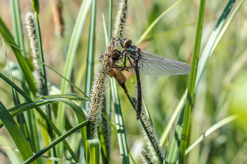 eine frisch geschlüpfte Libelle sitzt mit ihrer Exuvie im Riedgraß