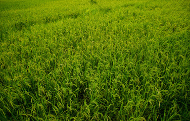 Green farm rice farmers prepare harvest.