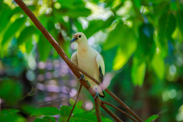 A white bird.