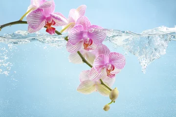 Papier Peint photo autocollant Orchidée Orchid flowers in water