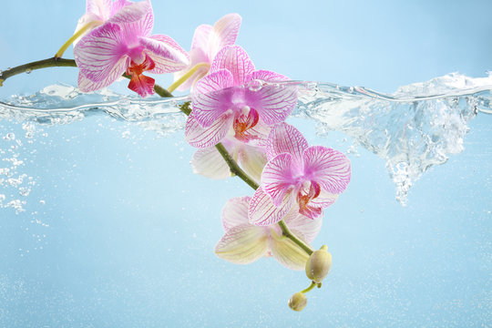 Fototapeta Orchid flowers in water