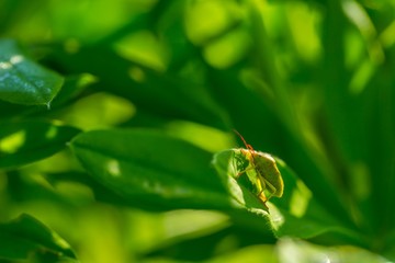 Beetle sitting on plant in morning light