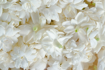 Jasmine flowers spreading over background