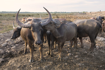 Thai Buffalo over the field