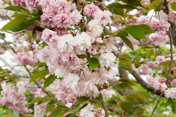 double-flowered cherry blossoms