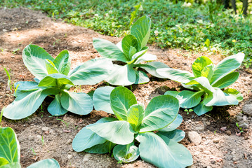 Freshly growing cabbage in the garden.