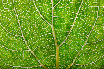 Texture of green leaf and veins