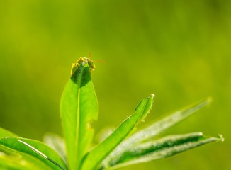Beetle sitting on plant in morning light