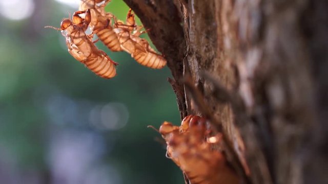 Cicada shell on the tree