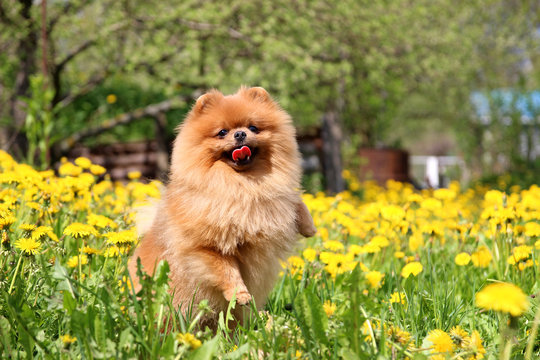 Pomeranian dog in dandelion blowing. Cute, beautiful dog