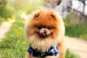 Pomeranian dog on countryside road. Beautiful dog