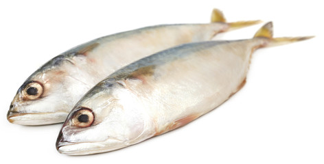 Tuna fish