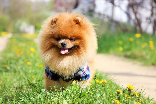 Pomeranian dog on countryside road. Beautiful dog