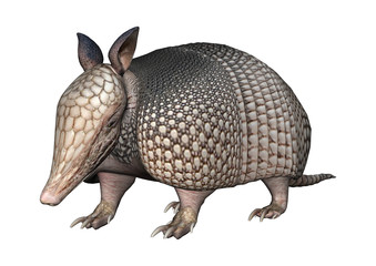 3D Rendering Armadillo on White