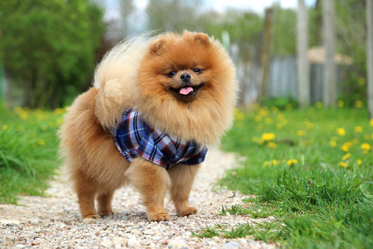 Pomeranian dog on countryside road. Beautiful dog