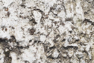 Backgrounds /OLYMPUS DIGITAL CAMERA