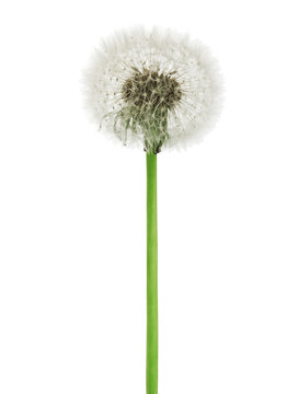 Fototapeta dandelion