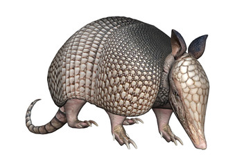3D Rendering Armadillo on White