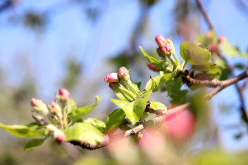 Blossom apple over nature background. Spring blossom background. Blossom tree. Summer print. Spring print. 