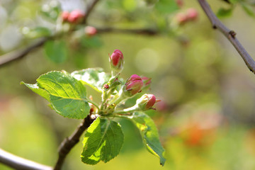 Blossom apple over nature background. Spring blossom background. Blossom tree. Summer print. Spring print. 