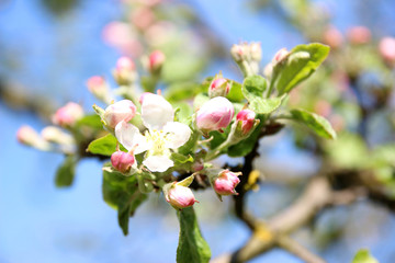 Blossom apple over nature background. Spring blossom background. Blossom tree. Summer print. Spring print. 