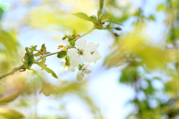 Cherry blossom. Spring blossom background. Blossom tree. Summer print. Spring print. Cherry flowers. Cherry tree branch