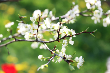 Cherry blossom. Spring blossom background. Blossom tree. Summer print. Spring print. Cherry flowers. Cherry tree branch