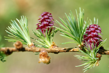 Ovulate cone and pollen cone of larch tree in spring, beginning of May.