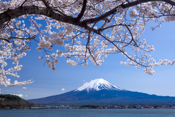 Beautiful view of Fujisan Mountain with cherry blossom in spring, Kawaguchiko lake, Japan