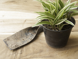 black plastic pot of Chlorophytum comosum with spade on wood bac