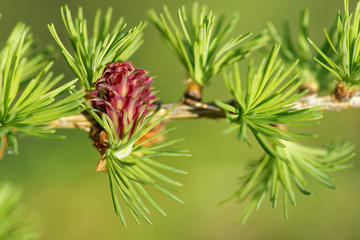 Ovulate cone (strobilus) of larch tree in spring, beginning of May.