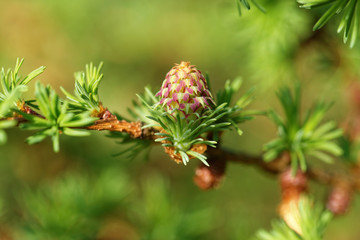 Ovulate cone (strobilus) of larch tree in spring, beginning of May.