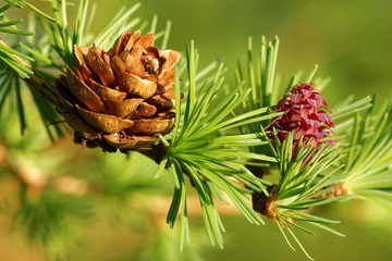 Larch strobili
