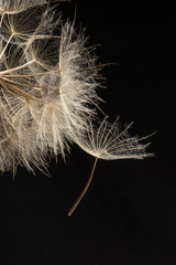 Extreme close up and abstraction with very shallow dept of field of dandelion seeds in black background,