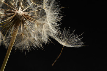 Extreme close up and abstraction with very shallow dept of field of dandelion seeds in black background, - obrazy, fototapety, plakaty