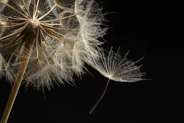 Fotobehang Abstract Extreme close up and abstraction with very shallow dept of field of dandelion seeds in black background,  © yavuzsariyildiz