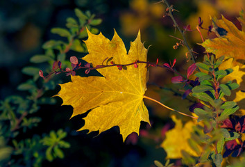 Close up of fallen maple tree leaf on ground
