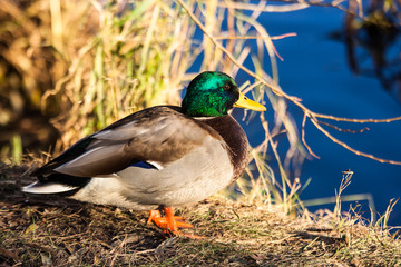 Duck in a yellow grass on the bank of the lake. Colorful male mallard drake.