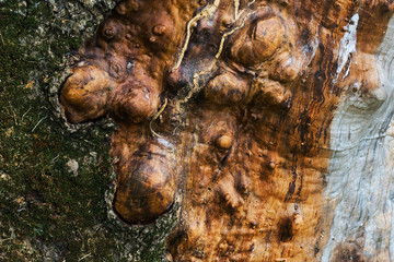 Close up of the body of tree