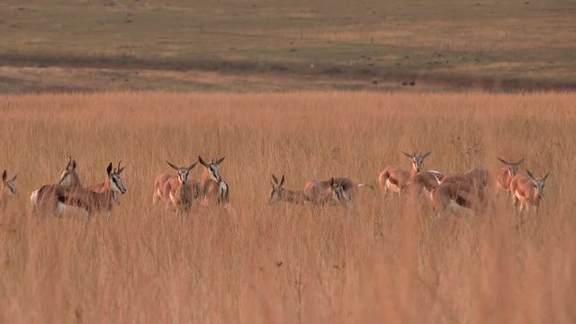 A herd of springbok antelopes on the grassy African plains at sunrise .