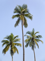 Obraz premium Palm trees
