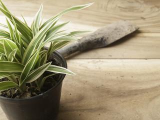 black plastic pot of Chlorophytum comosum with spade on wood bac