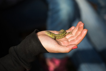 Green lizard in child hand