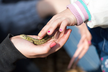 Green lizard in child hand
