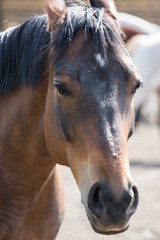 Obraz premium Portrait of a horse